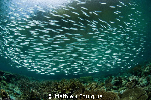 shoal at gorgonian passage by Mathieu Foulquié 